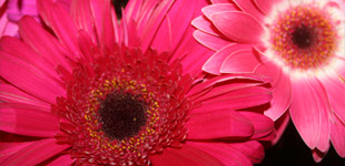 Click here to see nature photography